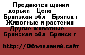 Продаются щенки хорька › Цена ­ 5 000 - Брянская обл., Брянск г. Животные и растения » Другие животные   . Брянская обл.,Брянск г.